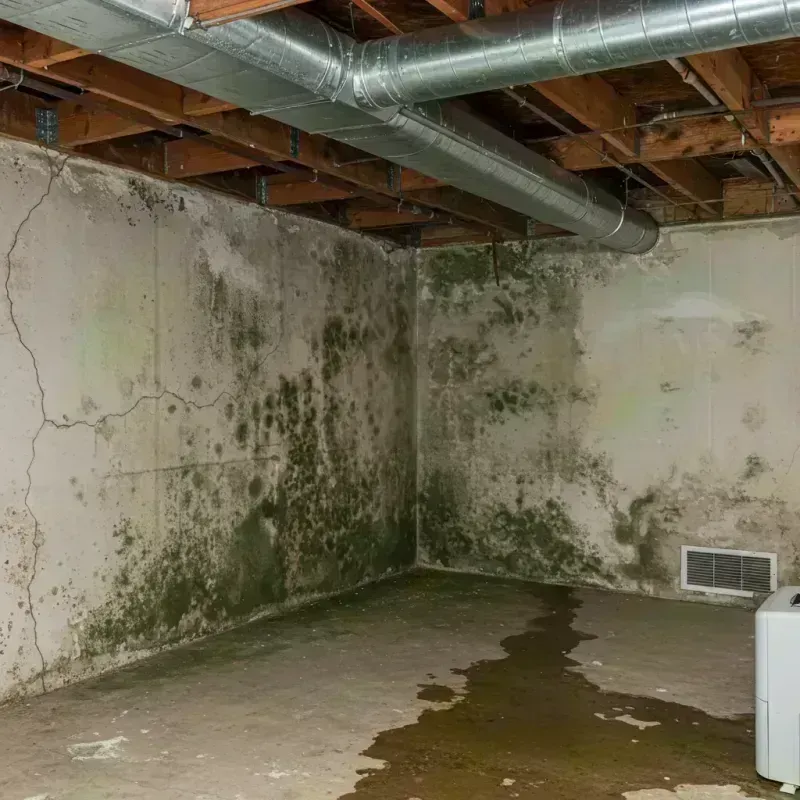 Professional Mold Removal in Carriere, MS